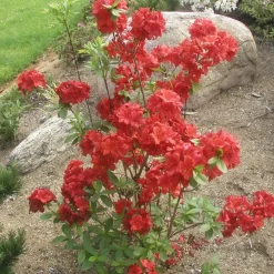 Viheraarni Atsalea Rhododendron Nabucco 30-40 Discount