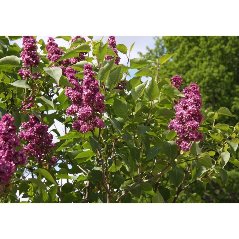 Jalosyreeni Syringa Charles Joly - Viheraarni