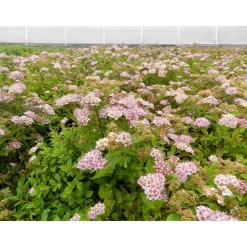 Viheraarni Keijuangervo Spiraea jap. Little Princess Best