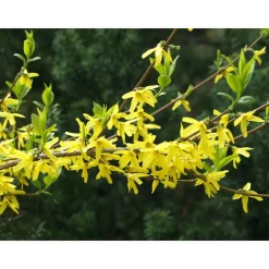 Viheraarni Komeaonnenpensas Forsythia x intermedia Week End Hot