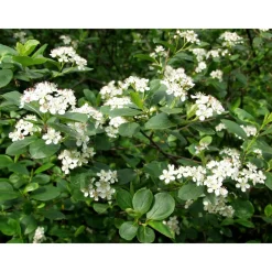 Viheraarni Koristearonia Aronia x prunifolia Discount