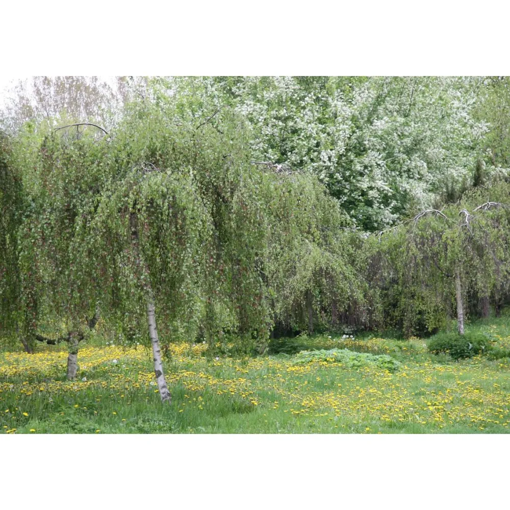 Viheraarni Kyynelkoivu Betula pendula Youngii 150 New