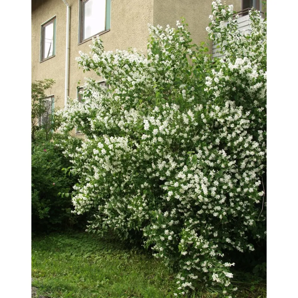Loistojasmike Philadelphus lewisii Tähtisilmä - Viheraarni Discount
