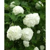 Viheraarni Lumipalloheisi Viburnum opulus Pohjan Neito