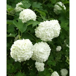Viheraarni Lumipalloheisi Viburnum opulus Pohjan Neito