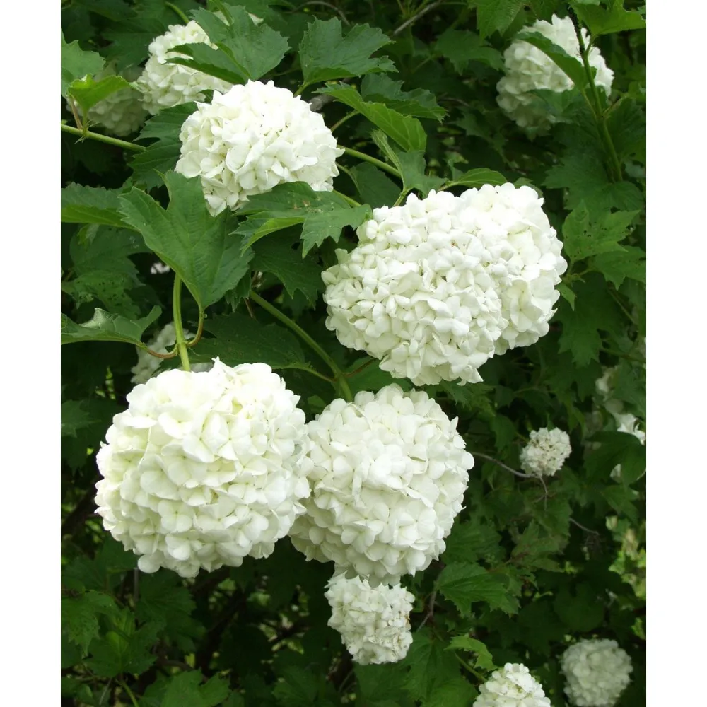 Viheraarni Lumipalloheisi Viburnum opulus Pohjan Neito
