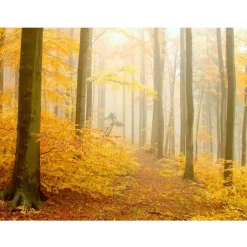 Artgeist Metsätapetti Keltainen metsämaisema, eri kokoja Clearance