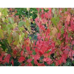 Viheraarni Mongolianvaahtera Acer tataricum subs. ginnala New