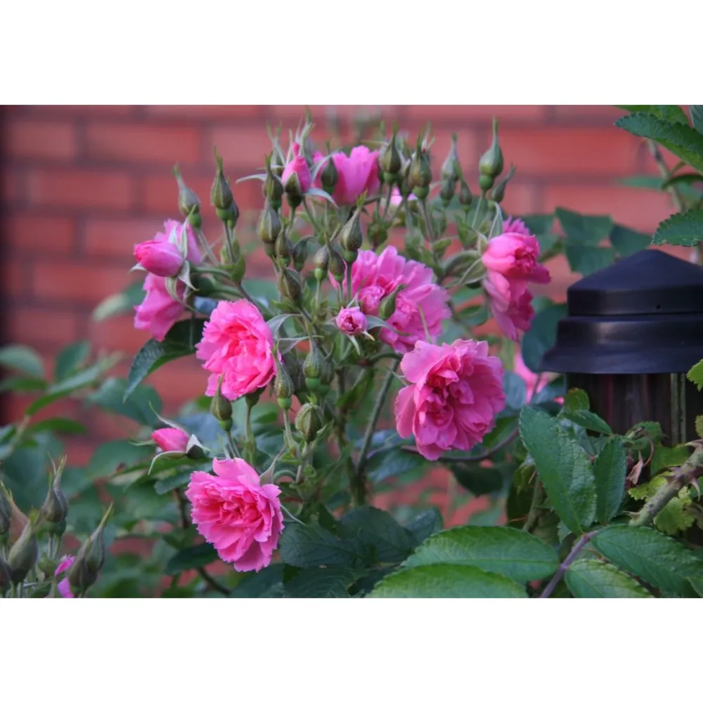 Viheraarni Neilikkaruusu Rosa Pink Grootendorst