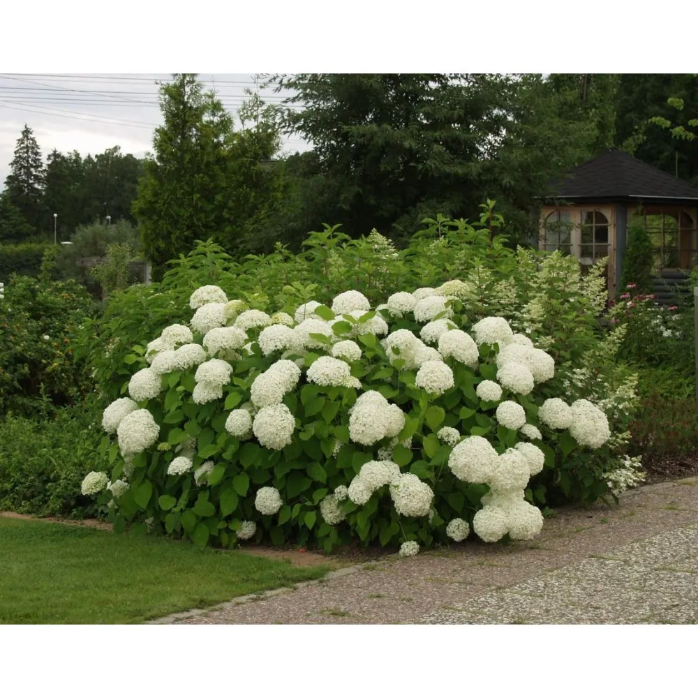Pallohortensia Hydrangea arborescens Annabelle - Viheraarni Outlet