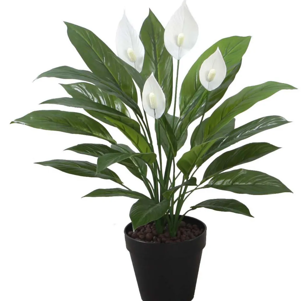 Home4you Tekokasvi SPATHE, K60 cm, musta ruukku, vihreä Online