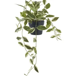House Nordic Tekokasvi Hoya Carnosa, 33cm, vihreä Discount