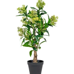 House Nordic Tekokasvi Skimmia, 75cm, vihreä New