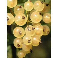 Valkoherukka Ribes Lepaan Valkea - Viheraarni Hot